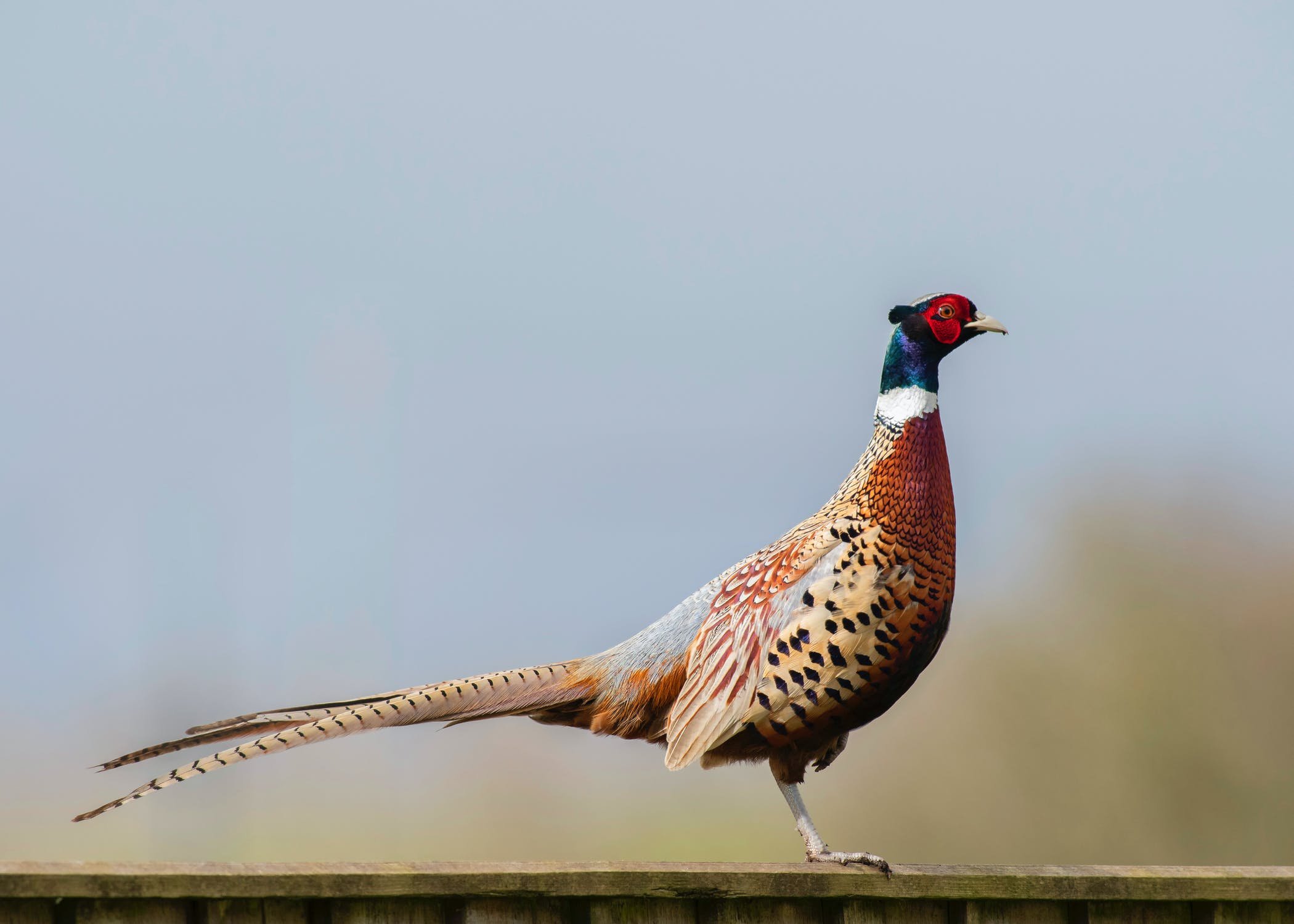 Pheasants